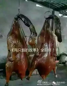 河南开启“烧烤模式” 5只鹅水中热死